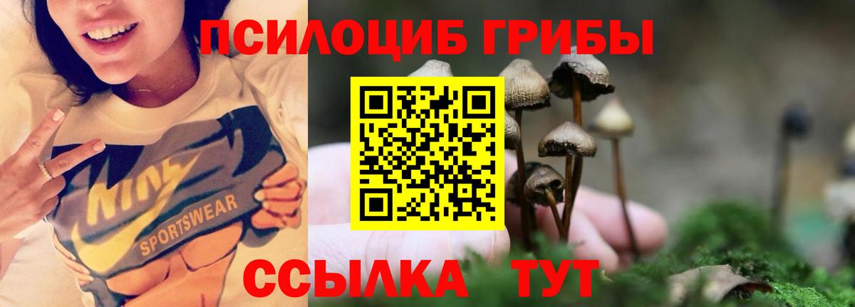 Долгопрудный  Псилоцибиновые грибы Psilocybe  Вход с VPN 